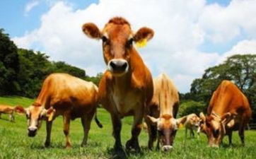 2023年属鼠狮子座运势 属牛狮子座2023年运势及运程