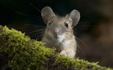 2023年属鼠狮子座全年运势详解