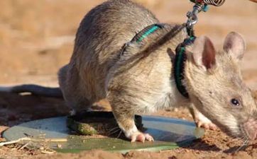 2021年星座幸运色