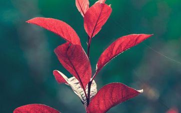 斗极七星归于什么星座 斗极七星是什么星座