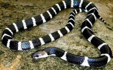 属蛇B血型的人性情与作业姻缘怎么样 均要找到适宜自己的才干有开展