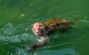 属猴男几月出世最好命 属猴男几月出世最好命运