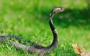 属蛇A血型的人性情与工作状况如何 凡事都须靠自己