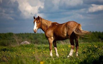 阴历7月初十属马婚姻星座