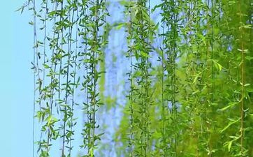 哪些星座最重友轻色