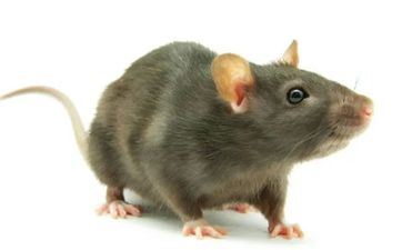 职场中有才干却害怕的星座