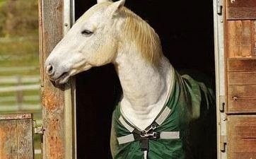 老黄历择吉 属相属马2024年7月提车好日子