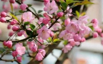 老黄历2024年4月搬迁入宅黄道吉日