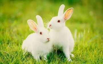 2023年9月属兔人入宅表 2023年九月份