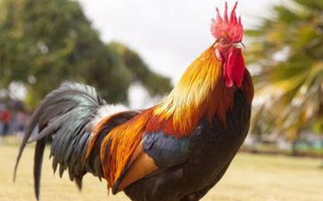 五月份成婚黄道好日子2024年属鸡