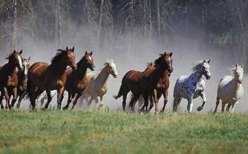 属马2023年成婚好日子一览表 2023年属马本年成婚黄道好日子