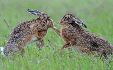 属兔人2023年阴历九月成婚大好日子查询表