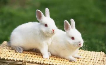 2023年属兔能够成婚吗