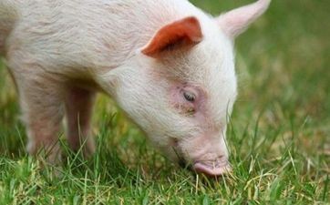 2023年阴历五月属相猪最佳买车大好日子 喜提新车好日子