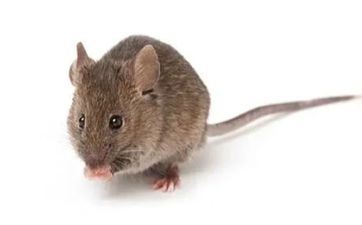 2023年装饰好日子表属鼠（2023年适宜装饰吗）