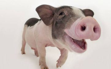 2024年12月属猪提车黄道吉日 合适提车的最佳日子