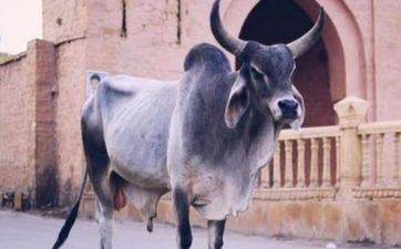 2024属牛人提车的黄道好日子 属牛提车好日子查询