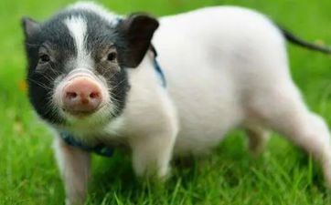 2023年阴历八月属猪领证好日子 哪天挂号最佳