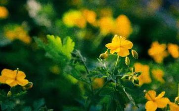 2023年小满的日子好吗 冷收麦 热进仓 收成好