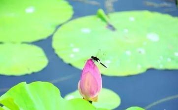 2023年小暑是几月几号？小暑是哪一天？