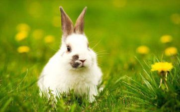 2023年10月属相属兔人的黄道好日子 2023年10月合适属相属兔人的黄道好日子