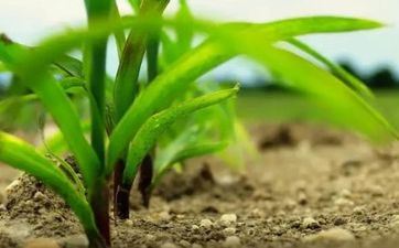 2023夏至节气的由来介绍