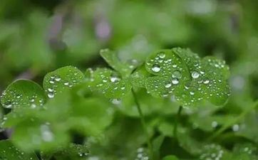 2023年的谷雨是哪一天 2023年谷雨是几月几日