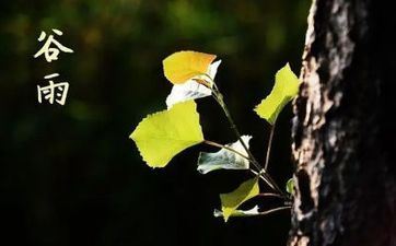2023年谷雨能够做什么活动 赏牡丹 祭祀海