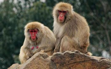 2023年5月合适属猴人入宅的黄道好日子有哪些 2023年5月上等入宅好日子