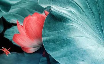 2023年大暑祝愿语简略(八篇)