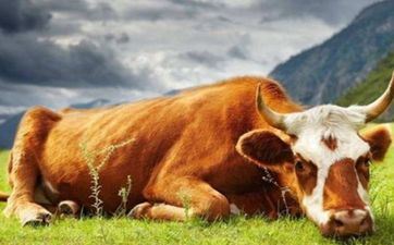 2023年阴历闰二月属牛人宜提车的日子查询表 哪天能够提新车