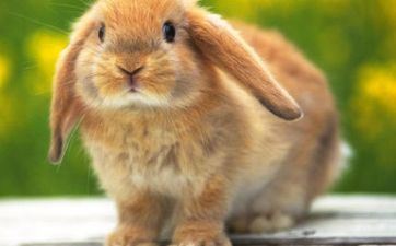 2023年阴历闰二月合适属兔人的提车黄道好日子 本月提新车好日子查询