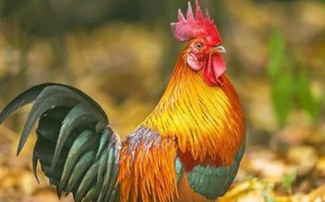 2023年阴历十一月属鸡人搬迁黄道吉日 哪天大吉大利