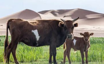 61岁属什么属相 2023年61岁属牛命运好吗