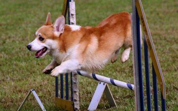 提车好日子 2023年属狗阴历十一月提车黄道吉日