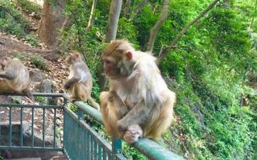 2023年8月属猴提车好日子(2023年属猴提车黄道好日子一览表)