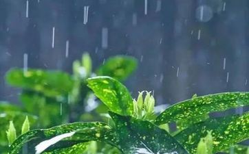 2023年雨水是几月几号 2023雨水时刻