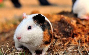 属相属鼠2023年8月抢手领证日期 哪天日子最佳