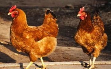 提车好日子 2023年属鸡正月提车黄道好日子