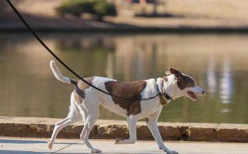 黄历择吉 2023年8月属狗搬迁最佳的日子