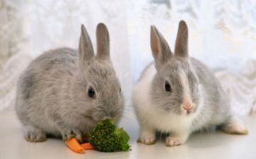 2023年阴历六月属兔的开市好日子 新店开市好日子查询