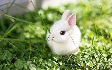 属兔在2023年婚姻怎么样