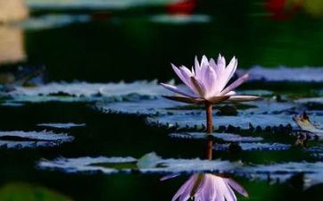 2023年大暑是几月几号 2023年什么时分大暑