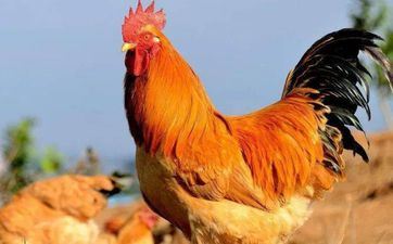 开业择吉 2023年11月属鸡人合适开业的日子