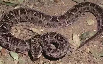 2023年属蛇人阴历四月能够提车的日子 最吉祥的买车好日子