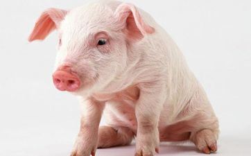 2023年阴历十月属猪的开市好日子 新店开市吉利日