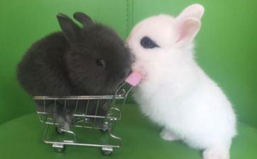 属兔的2023年11月哪天领证比较适宜