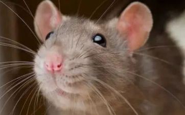 属鼠的人出世在霜降怎么样？命运是好是坏？