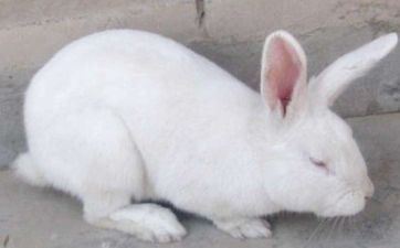 2023年4月属兔人成婚最佳日期查询