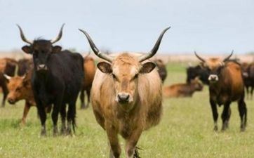 属相牛2023年3月哪天领证琴瑟调和 2023年3月属相牛哪几天宜领证